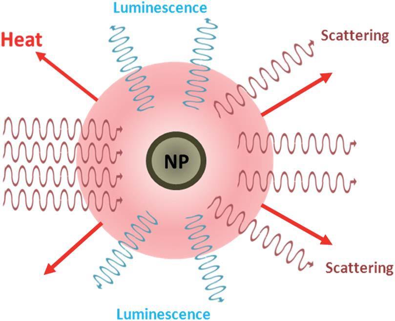 Oltre al forte assorbimento, le NP sono anche fluorescenti e