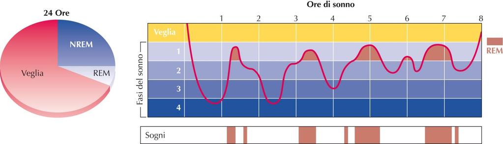 a b (a) Rapporto medio tra il tempo che un individuo adulto trascorre nella fase REM e in quella NREM del sonno.