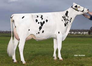 aaa: 321456 I Nato il: 08.09.2015 FAMILY: SNOW DENISE DELLIA EX-95 alamo RIETHIL WHITE SPRING ALAMO 131 130 NL000639869605 ALTASPRING (MOGUL X GERALD) X WHITE FUN FANATIC X WHITE RAIN VG-86 SNOWMAN C.