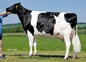 aaa: 243156 I Nato il: 15.06.2015 FAMILY: TUI ONIX NICK VG-86 point p HOOGERHORST DG R POINT P 131 119 NL000756516880 POWERBALL (EARNHARDT X ROBUST) X TIR-AN N.U. NYALA TL NUMERO UNO X TRISVAD BT NOMA TIME C.