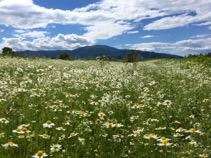 1) Alla scoperta della Fata e del popolo del bosco Viaggio naturalistico-fantastico per le bellezze e i misteri dei boschi dell Opera Pia grazie a una storia narrata in cui i bambini saranno