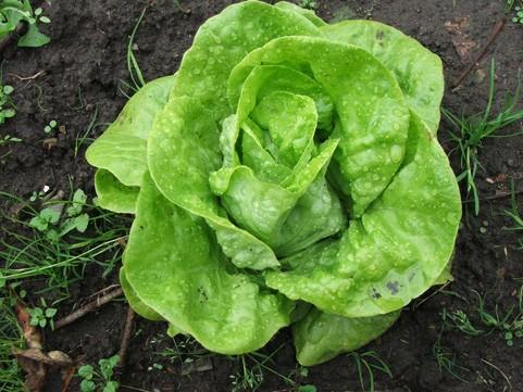 Barbabietola (Beta Vulgaris) Chenopodiac ee Spinaci (a oleracea) Chenopodiac Febbraio- prediligie i terreni Giugno buoni e freschi ee