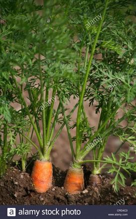 copertura Giugno robusta, habitat soleggiati, resistente al gelo, ortaggio selvatico Carota (Daucus carota)