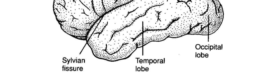 + limbic lobe. Cintura di corteccia posta sopra il brain stem ed il diencefalo.