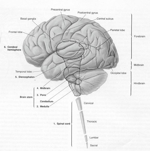 Sistema nervoso centrale: nella scatola cranica e nella spina dorsale.