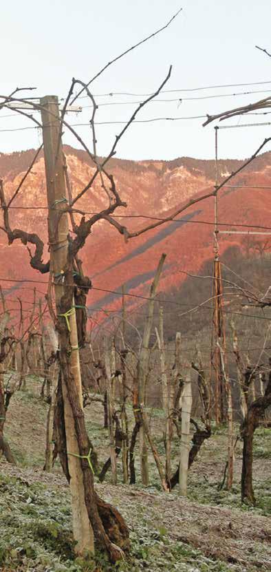 MAIOR Valdobbiadene Prosecco Superiore DOCG - millesimato DRY Eccellente Valdobbiadene