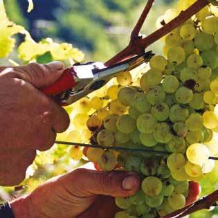 PROGETTO GREEN MARK La mission di Bortolomiol è quella di produrre vini di grande qualità. Ma per arrivare a questo bisogna iniziare da una cura attenta e responsabile del territorio e dei vigneti.