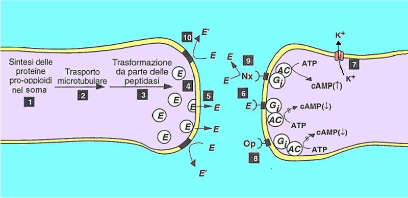 Rappresentazione di una terminazione nervosa encefalinergica E: oppioide endogeno (ad es. encefalina) p: oppioide esogeno (ad es.