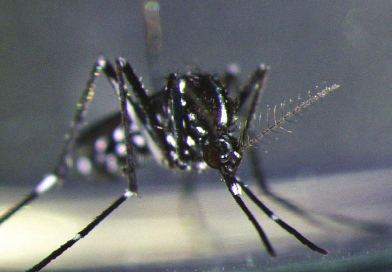 Tra tutti gli artropodi capaci di trasmettere patogeni, definiti come vettori, le zanzare hanno sicuramente maggior rilevanza.