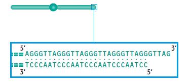 TELOMERO I telomeri sono importanti perché permettono alla cellula di distinguere la vera fine di un cromosoma da una rottura del cromosoma.