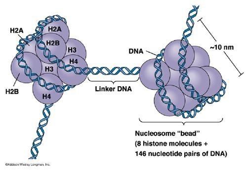 I NUCLEOSOMI L unità strutturale della cromatina è il nucleosoma Il nucleosoma (10 nm) è