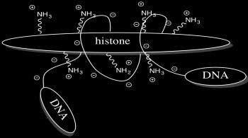 La carica positiva consente il legame con i fosfati carichi negativamente del DNA.