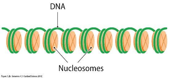 impedisce la dissociazione del core istonico dal DNA L