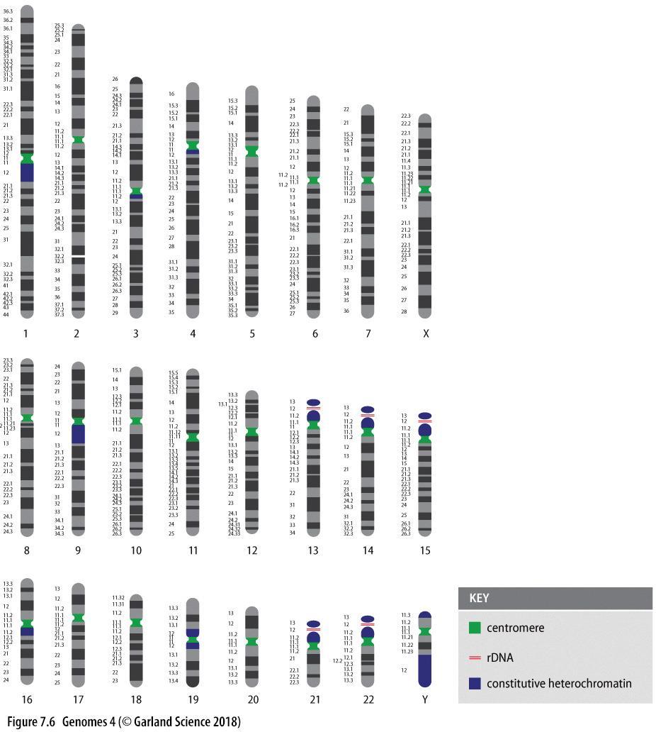 CARIOGRAMMA I cromosomi si possono distinguere sulla base di: Lunghezza dei cromatidi e localizzazione del centromero Distribuzione e lunghezza delle bande