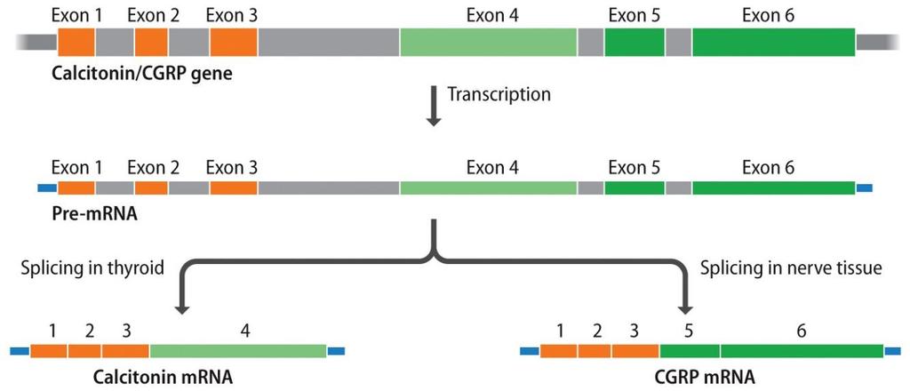 UN SINGOLO GENE PUÒ CODIFICARE PER PIÙ PROTEINE Numeri del genoma umano: Geni codificanti circa 20.000 Geni non codificanti circa 20.000 Proteine 80.000-100.