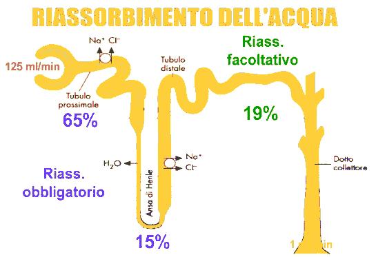 Il riassorbimento dell acqua si divide in: Isosomotico/ riassorbimento obbligatorio dell acqua.