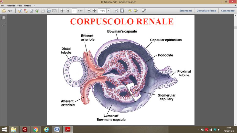 I due foglietti delimitano lo spazio in cui si raccglie l ultrafiltrato o preurina, costituita da plasma (non sangue perché la parte cellulare è esclusa), Sali minerali (sodio, potassio, cloro,