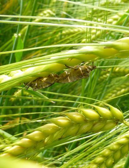 periodo di alimentazione si