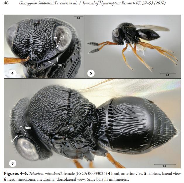 Lotta biologica classica Trissolcus mitsukurii - 1966: introdotto alle Hawaii come agente di biocontrollo di N.