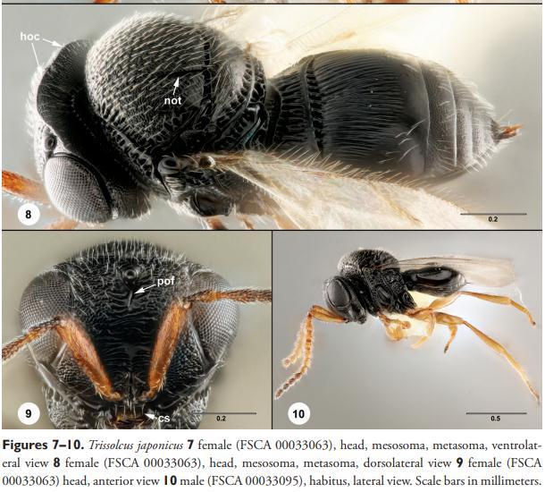 Lotta biologica classica Trissolcus japonicus - East USA dal 2015 - Primo rinvenimento in Europa: Svizzera (fine estate