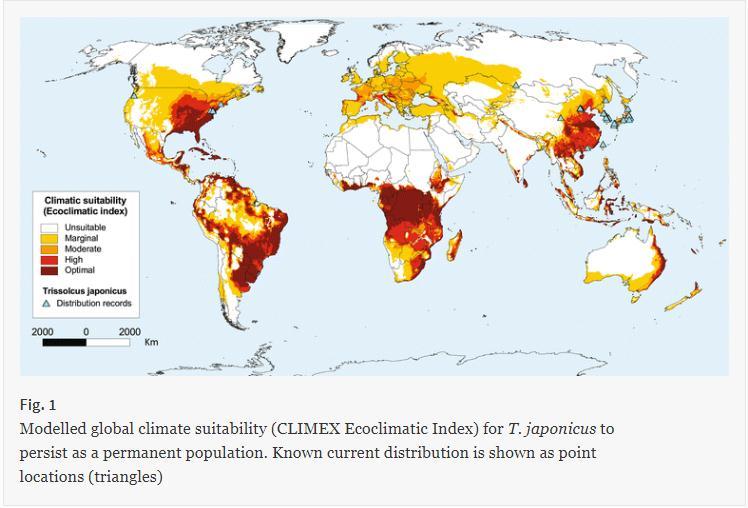 Modelling the potential geographic distribution of Trissolcus japonicus: a