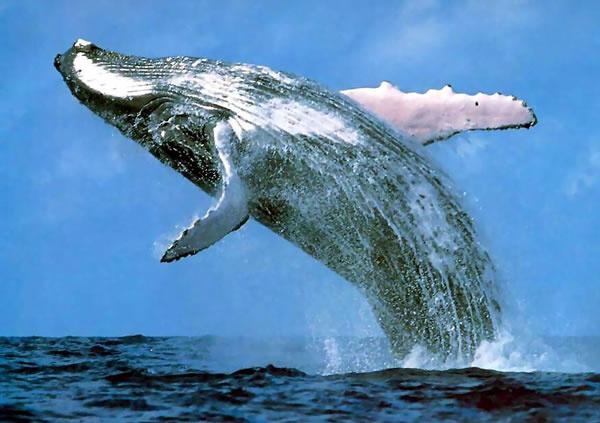 31 LUGLIO 02 AGOSTO HERMANUS Il punto panoramico per eccellenza, famoso in tutto il mondo, per avvistare le balene è