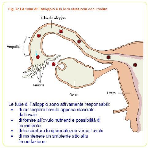 DETERMINAZIONE CA 125 ogni 6 mesi dai 30 anni di età NON