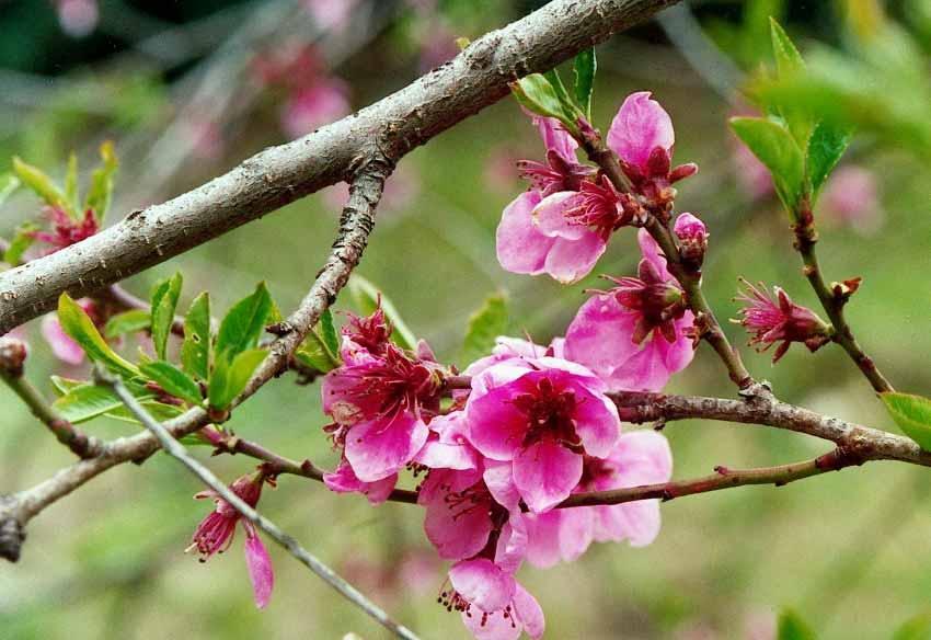 Prunus Dulcis Mandorlo