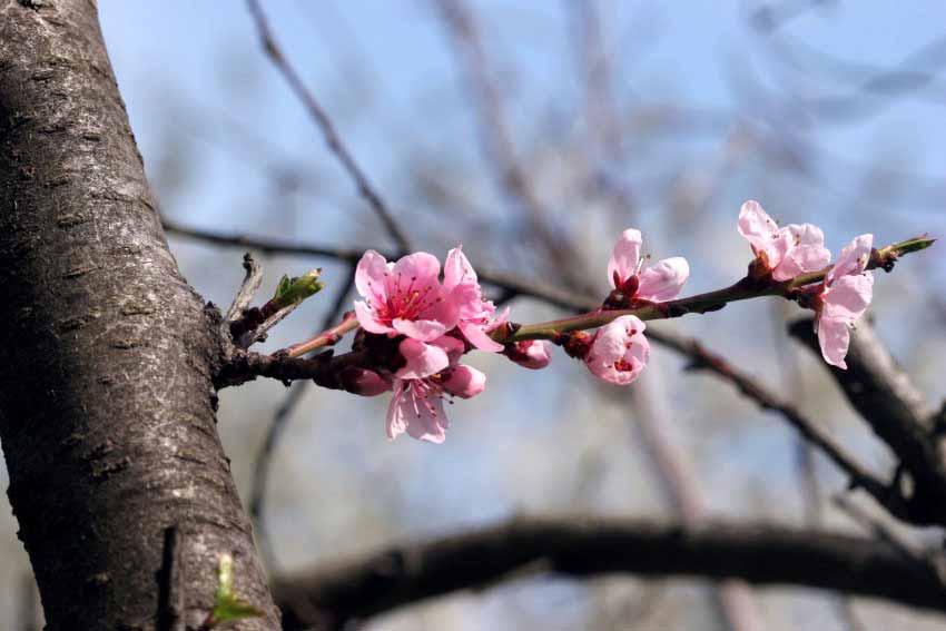 Prunus Dulcis Mandorlo