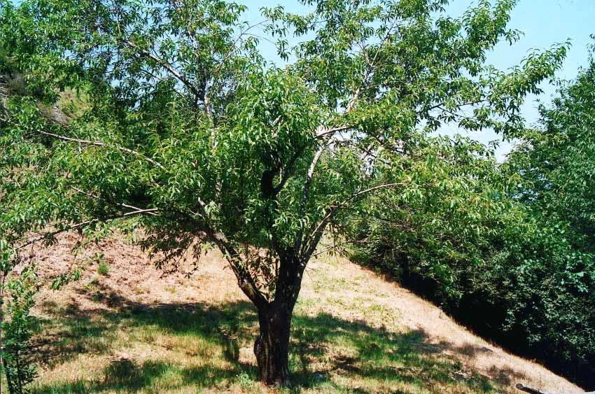 Prunus Dulcis Mandorlo