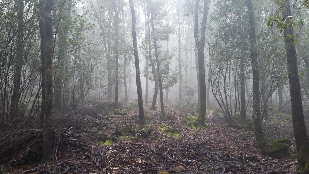 LIFE14 ENV/IT/000514 - Shaping future forestry for sustainable coppices in southern Europe: the legacy of past management trials - FutureForCoppiceS