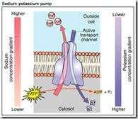 PER ESEMPIO La pompa sodio potassio è un esempio di trasportatore attivo primario.