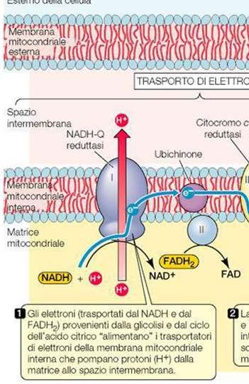 CIASCUNO DI QUESTI ENZIMI CHE TRASPORTANO ELETTRONI CONTRIBUISCE ALLA FORMAZIONE DI UNA