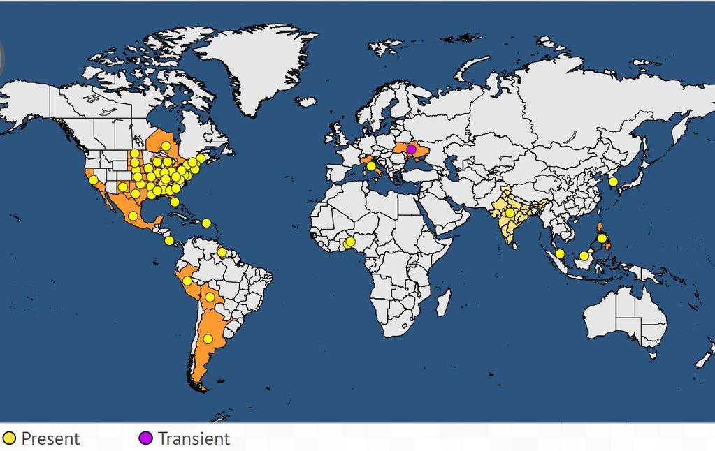 Pantoea stewartii: Dove EPPO Last updated: 2018-10-31 America (USA, Sud America) America centrale (Messico),