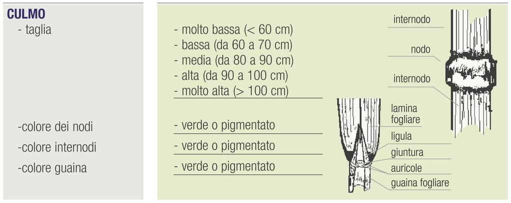 Lunghezza culmo: dalla base della pianta fino al nodo paniculare