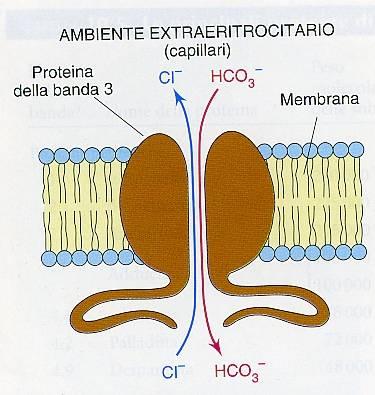 LA PROTEINA TRASPORTATRICE DEGLI