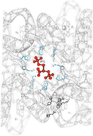 IL LEGAME DEL BPG ALLA DEOSSIHb Il BPG si lega alla deossihb (in un rapporto di 1:1) nella cavità tra le catene,