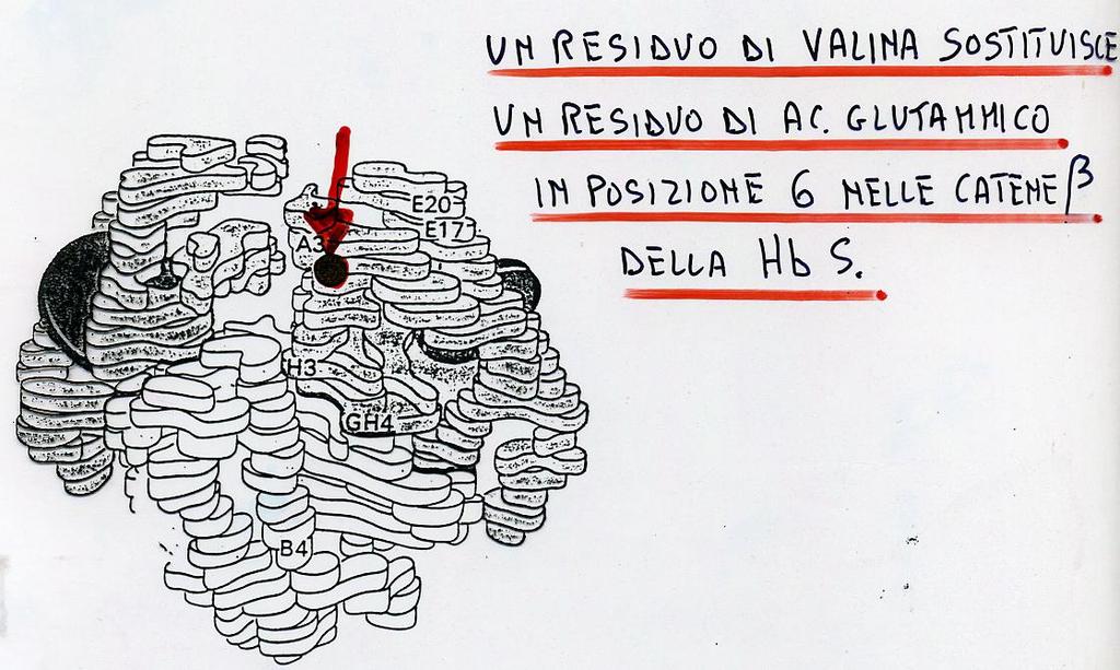 L ANEMIA A CELLULE FALCIFORMI La patologia, infatti, dipende da una singola mutazione di una base