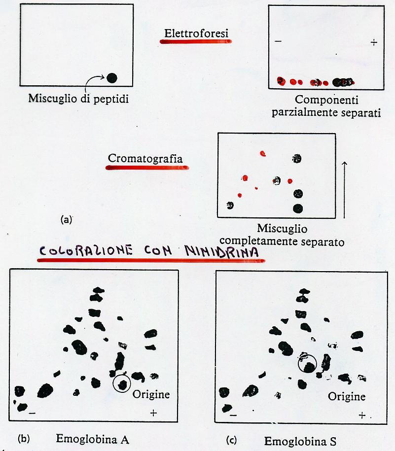 LA TECNICA DEL FINGERPRINT Dal trattamento triptico si ottiene cosí un miscuglio di 28 frammenti sia dalla HbA, sia dalla