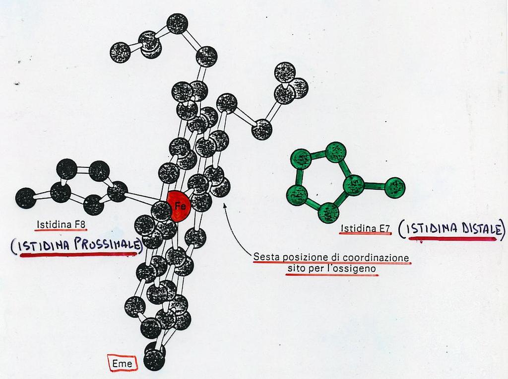 IL GRUPPO EME L atomo di ferro é di 0.