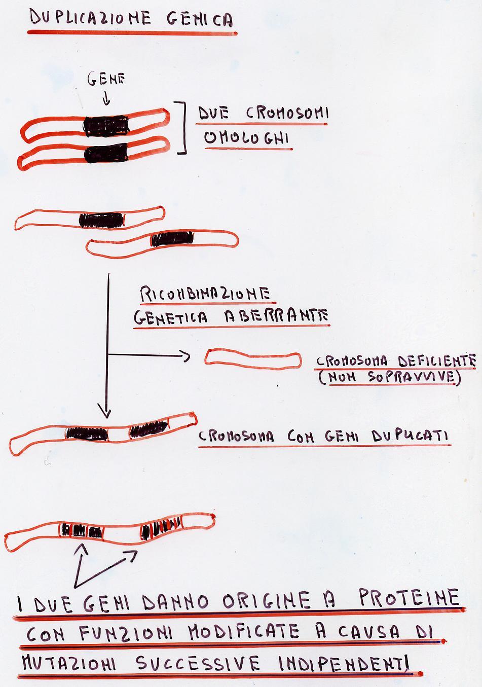 L EVOLUZIONE DI Mb ED Hb L emoglobina e la mioglobina sono evolute da una stessa proteina ancestrale, probabilmente, un errato appaiamento dei cromosomi