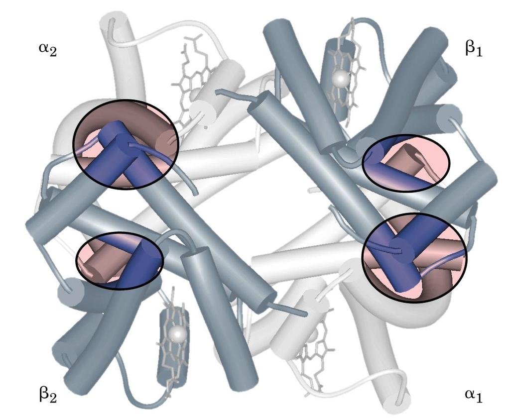 L EMOGLOBINA A (P.M.64500) L emoglobina è una proteina tetramerica, costituita da due subunità e due subunità, ognuna delle quali presenta un gruppo