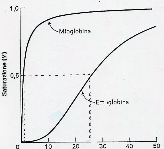 LA Mb HA UN AFFINIT AFFINITÀ PER L OL 2 MAGGIORE DI QUELLA DELLA Hb Curva iperbolica per la Mb, curva sigmoide per la Hb.
