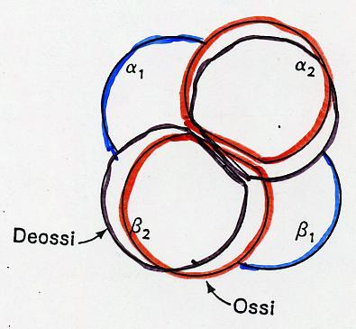 LA TRANSIZIONE T RT L ossigenazione determina un cambiamento nella struttura quaternaria, accompagnato ad un cambiamento della struttura terziaria della