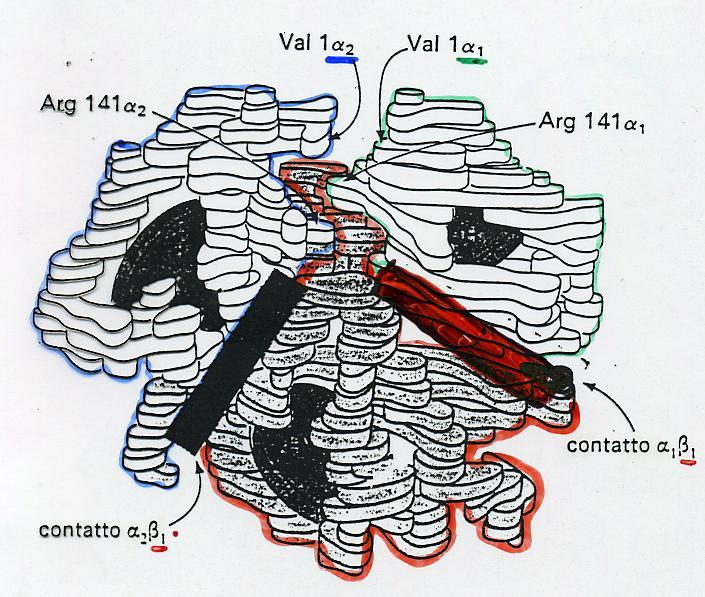 LA TRANSIZIONE T RT Durante l ossigenazione, i contatti α 1 β 1 e α 2 β 2 rimangono immodificati,