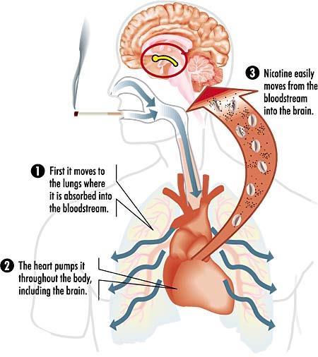 secondi raggiunge i principali organi bersaglio: cervello, ghiandole surrenali, fegato e di nuovo l apparato