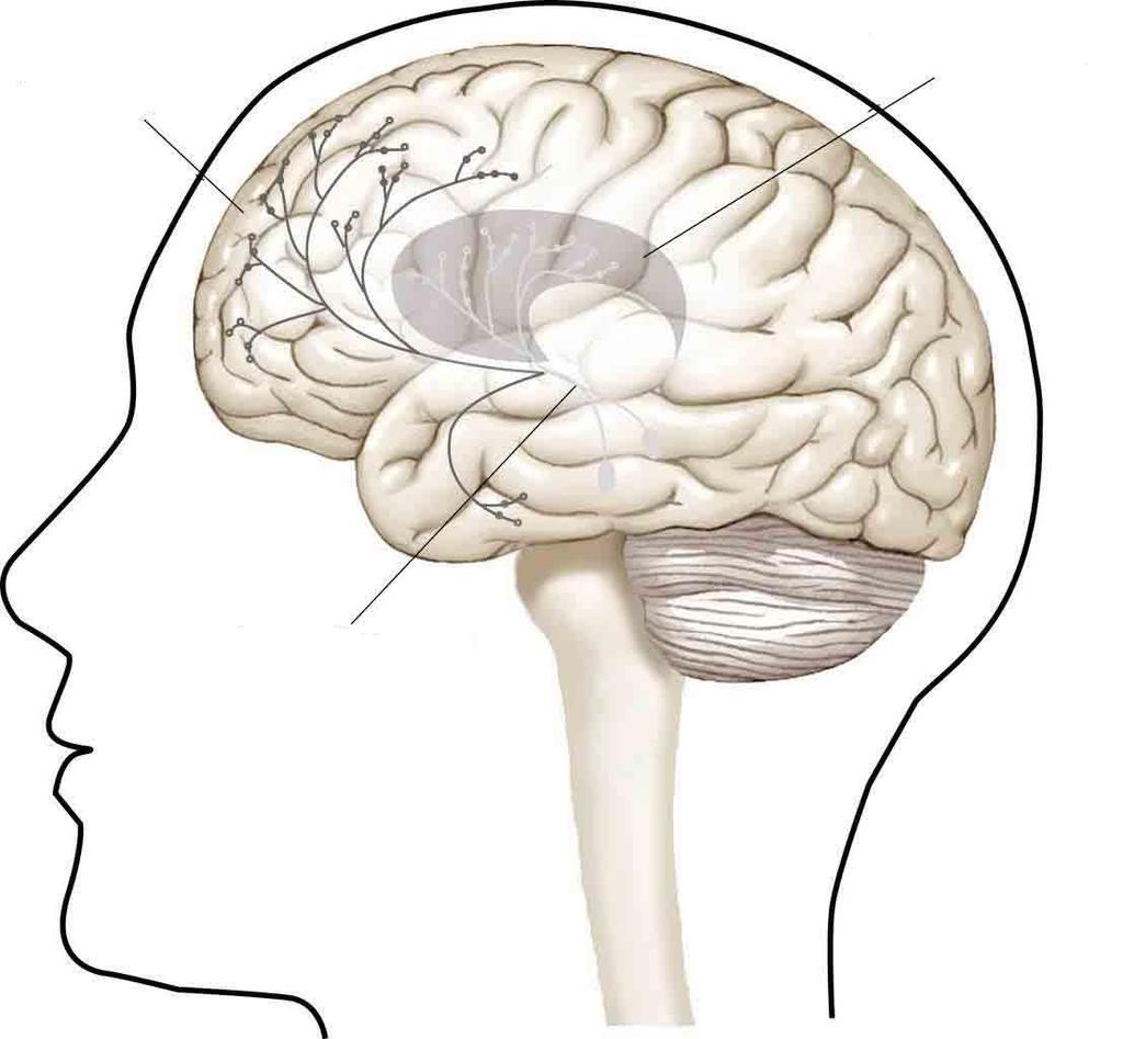 Corteccia frontale e pre-frontale Vie dopaminergiche meso-limbico