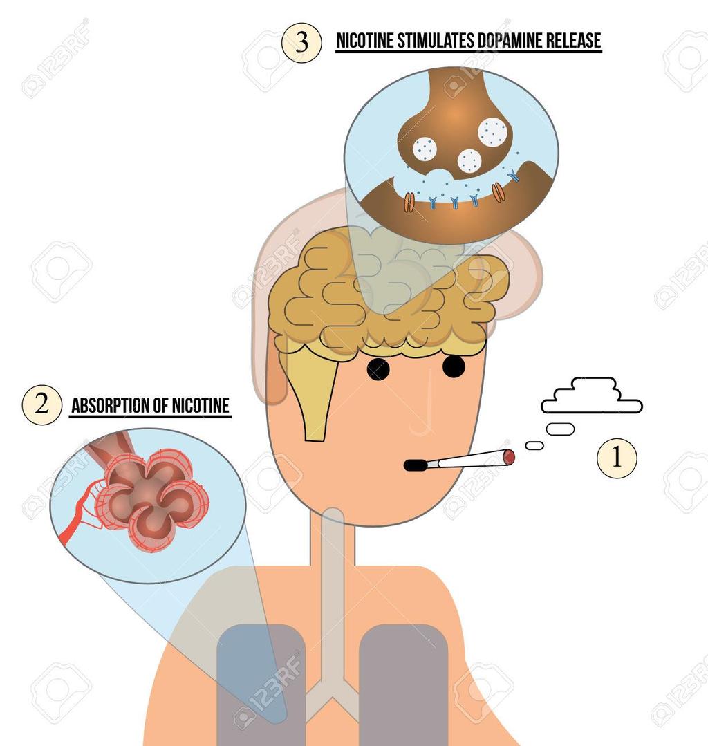 La nicotina in grado di attivare il circuito che all'interno del cervello regola le sensazioni di piacere ed euforia.