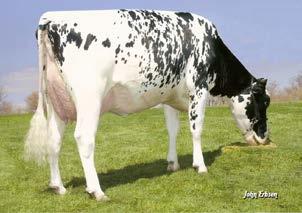 aaa: 243651 I Nato il: 22.01.2017 nadrac FAMILY: LARCREST COSMOPOLITAN VG-87 new NADRAC DE000122618748 KERRIGAN (KINGBOY X McCUTCHEN) X COL CARRYGOLD SUPERSHOT X COL CARMEN HEADLINER C. n.d. Immagine non inerente al toro Tipo 1.