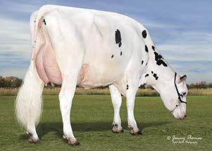 aaa: 342156 I Nato il: 24.12.2016 FAMILY: REGANCREST RR BARBIE EX-92 CARTER OCD SUPERFLY CARTER fc 1.4 US003139405941 SUPERFLY (SUPERSHOT X SUPERSIRE) X CAITLYN 45 RUBICON X CAITLYN 22 DOORMAN C. n.d.